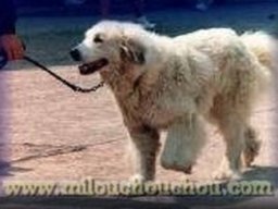 chien_de_montagne_des_pyrenees_20211129_1105398459